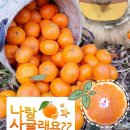 빨리와봐 감귤 5kg 9,900원이야!! 이미지