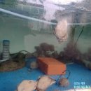 꿈이룸 펜션 이미지