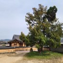경북 의성 사촌 김광수 향나무/삶, 숨, 쉼터, 나무 이야기129 이미지