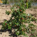 명천농장 이미지