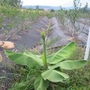 몽키바나나 이미지