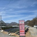 안심사슴농장 | 아이와 가볼만한곳: 포레스트벨 체험농장! 딸기따기부터 동물 먹이주기까지 !!