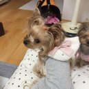 Luxury Dog 이미지