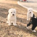 오케이광고 - 동래구 | 올드잉글리쉬쉽독, 도곡동올드잉글리쉬쉽독분양 고민 끝! 오케이독 후기