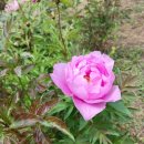 꽃향기정원 이미지