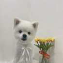 쁘띠앤독 이미지