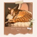 어흥 이미지