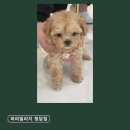 퍼피빌리지 | 반려동물분양 추천 퍼피빌리지 청담점 포메라니안 전문 건강