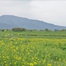 섬진강대숲길 이미지