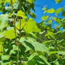 창촌1리 경로당 이미지