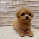 상도그 검암점 이미지