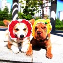 미미네강아지 이미지