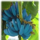 파란 버섯 & 파란 바나나 & 그리스 국민간식~ 이미지