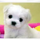 멍멍이샵 이미지