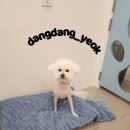 애견미용실 이미지