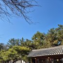 경주 한옥카페 황리단길 애견동반 카페솔(SOL) 내돈내산 후기