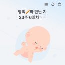 (주)오성교통 | 임신 13주~24주까지의 기록🤰🏻🍓