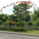 한국대나무 이미지