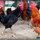 학천농장 이미지