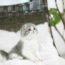 문캐터리 네이버블로그