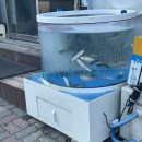 회바라기 | 여수 무선 맛집 | 사장님이 직접 낚시한 가성비 회 “회바라기” 내돈내산 솔직후기 + 주차정보