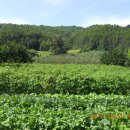 김연호농장 이미지