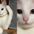 충성 이미지