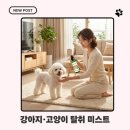 여름 산책 후 필수템? 요즘 자주 쓰는 강아지·고양이 탈취 미스트 후기!