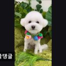 몽글댕글