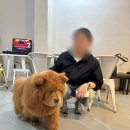 플레이독스 | 서울 건대 가볼만한곳 강아지랑 보드게임 플레이 독스 내돈내산 솔직리뷰