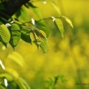 현대성우오스타A 이미지