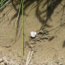 물질경이 Ottelia alismoides (L.) Pers. 이미지