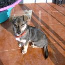 똥강새이 이미지