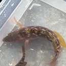 더베스트풀빌라A 이미지