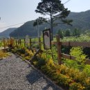 노란담장 네이버블로그