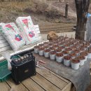 장미반점 이미지