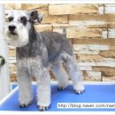 슈나애견미용 이미지