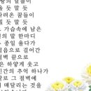 들국화 행정사사무소 이미지