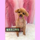 헬로우 그루밍 이미지