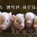 돼지한마리 Daum카페