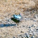 사향오리(휴식장면) 이미지