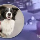 유동물병원 이미지