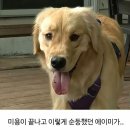 멍뭉이 미용실 이미지