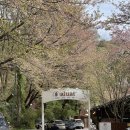 11650-16-172-4 | 용인 알루엣 베이커리 벚꽃 시즌 방문 후기 생생하게