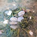 셰프별의별찬 이미지