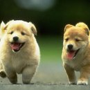 꿈이랑펫 이미지