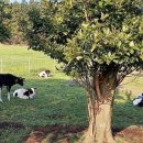 청초목장 이미지