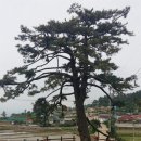 촌련