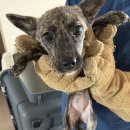 춘천시동물보호센터 이미지