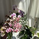 사림동182 이미지